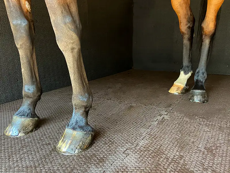 IDS EVA MAT dalle box cheval mousse EVA emboîtable