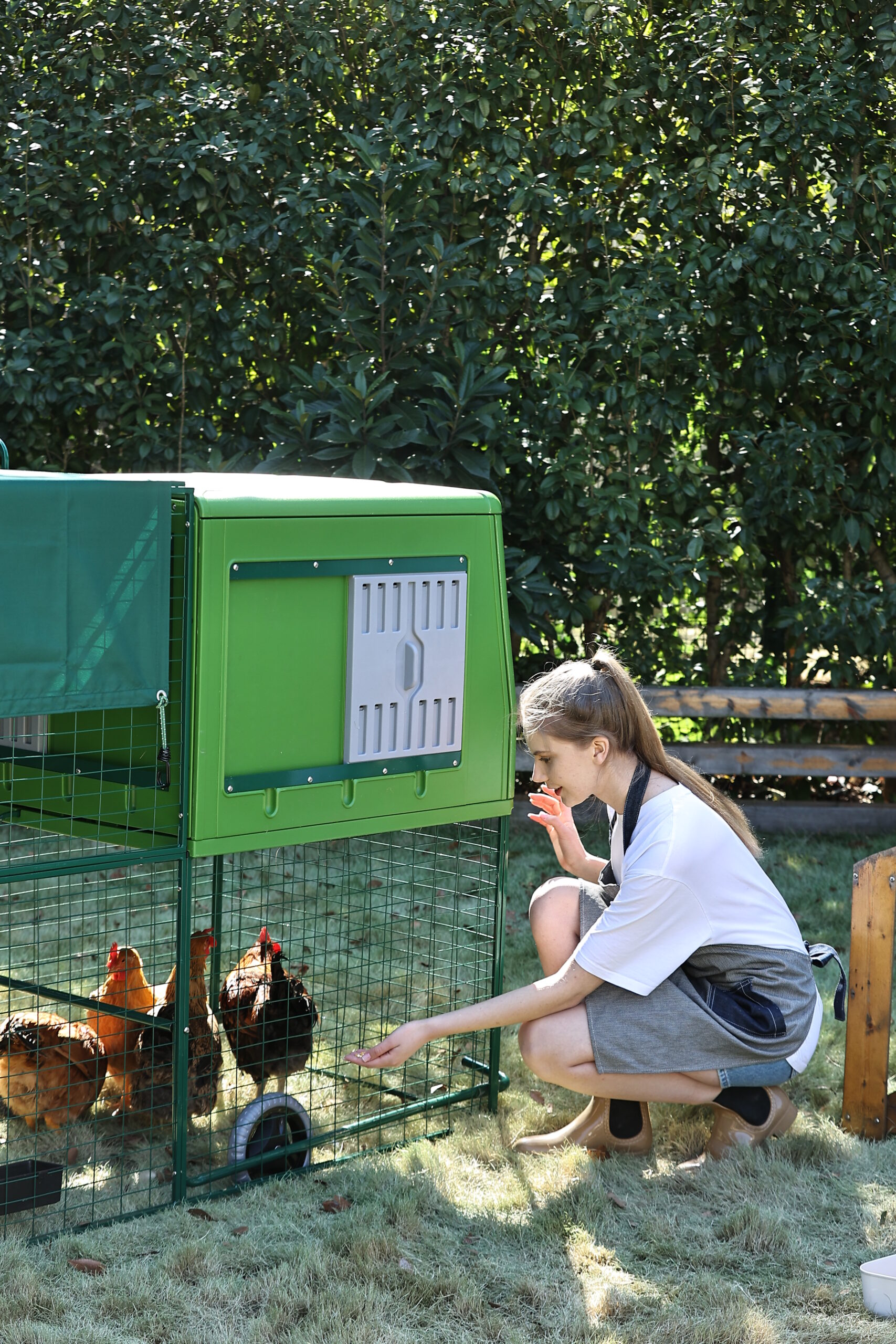 GAUN Volailles The Egg Chalet poulailler 4-6 poules