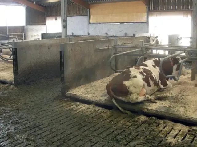 IDS PROTECTOR protection angle caoutchouc vaches 900mm à visser