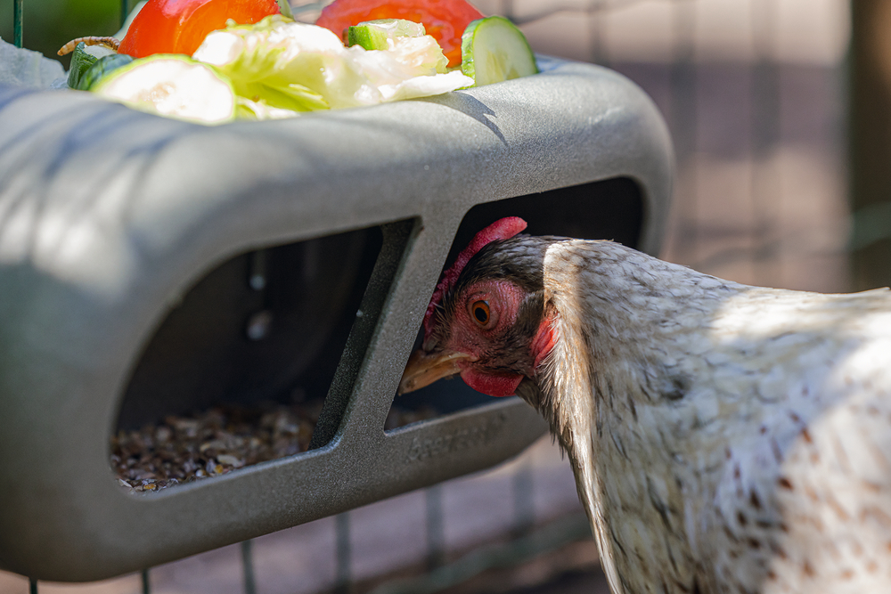 GAUN Volailles Mangeoire Poules Velcro 100% Recyclé