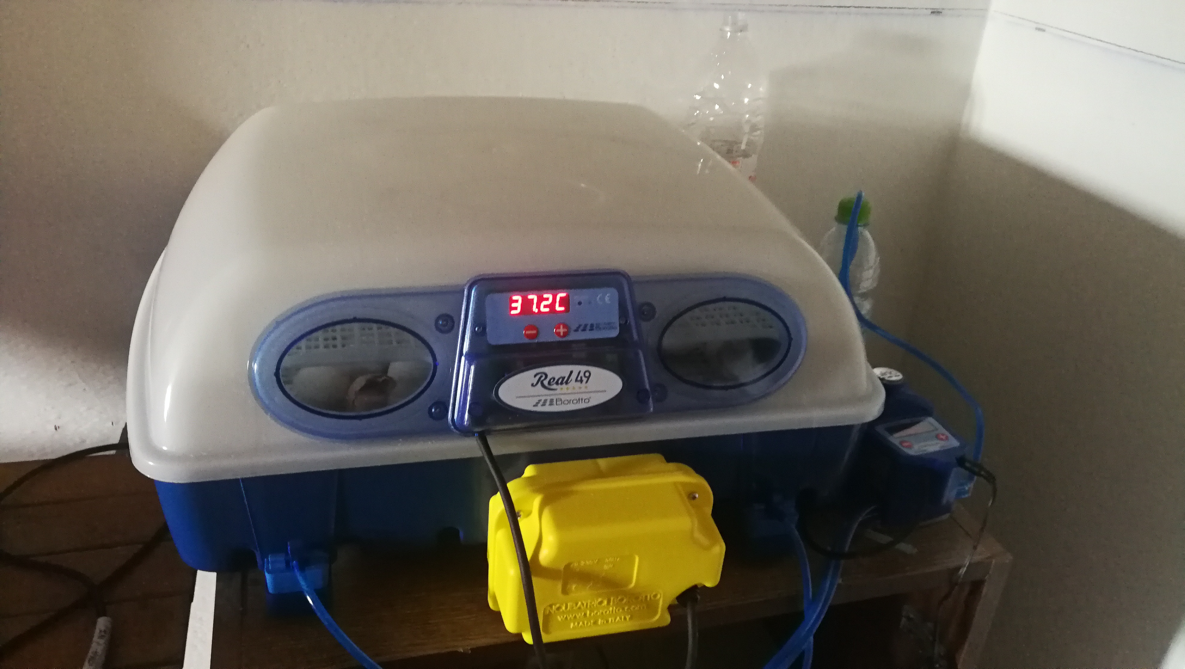 Borotto Real 24 Expert couveuse 24 œufs humidificateur Sirio