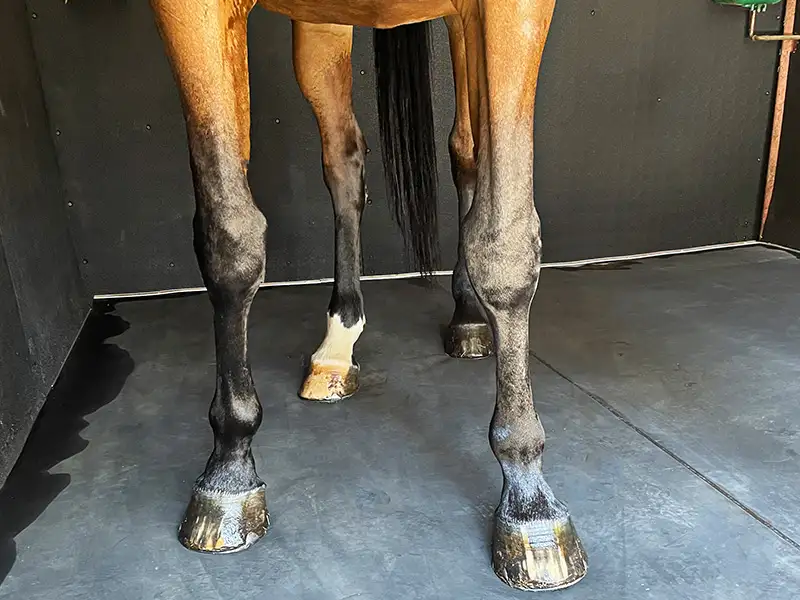 IDS Natura tapis box chevaux latex naturel 40 mm