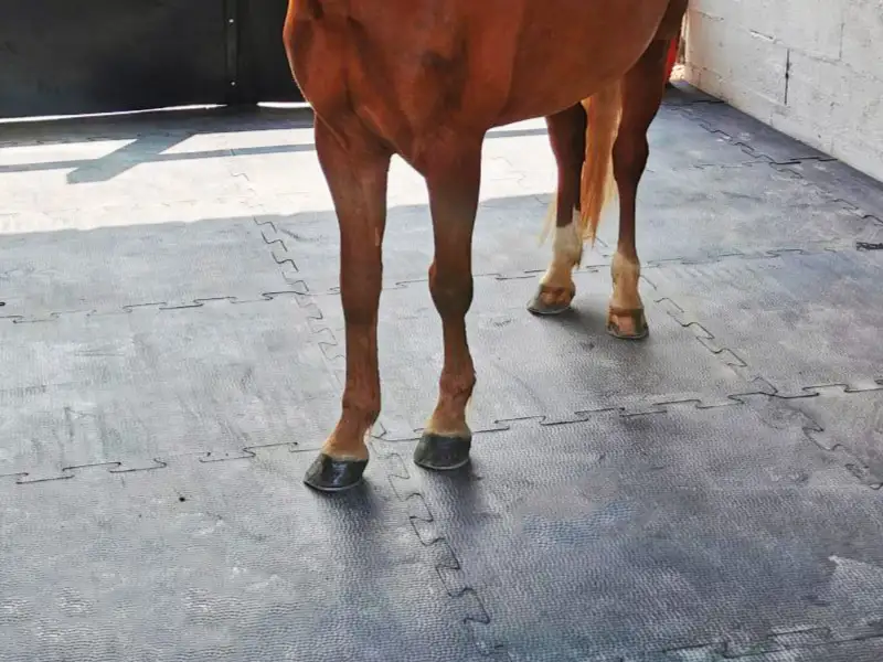 IDS Clip Horse dalle box puzzle caoutchouc drainante
