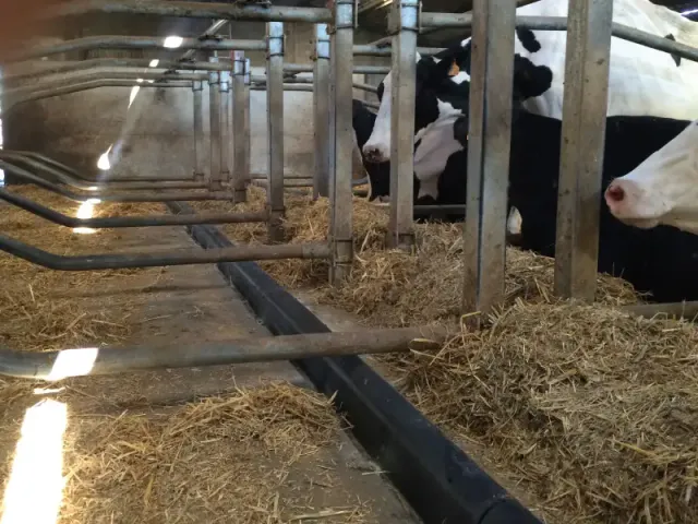 IDS STOP barre au garrot vache caoutchouc 150 mm