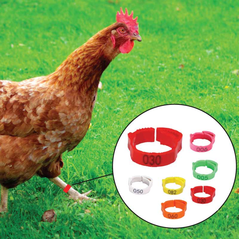 Cot Cot House bagues marquage poules 20-15 mm 6 pièces