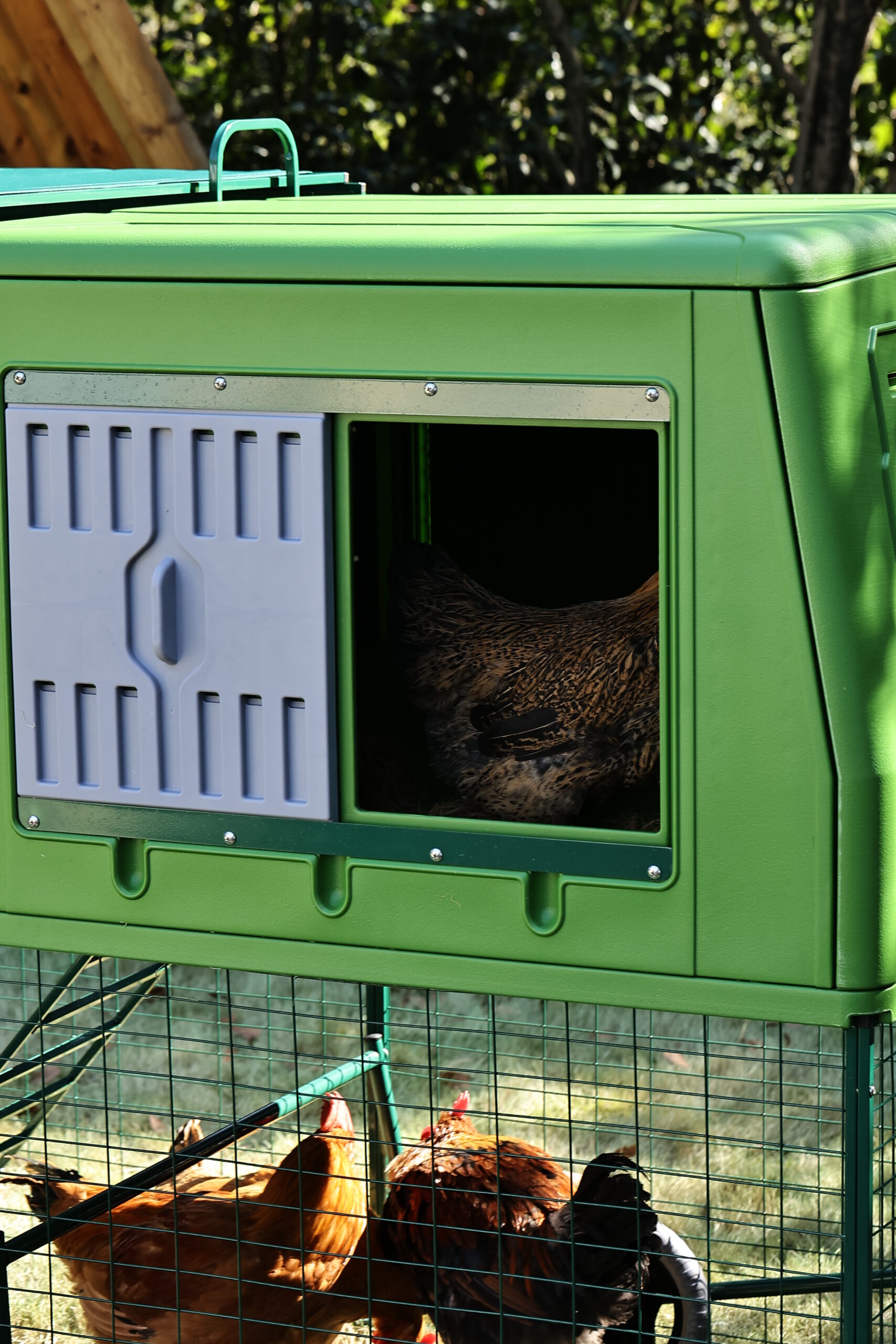 GAUN Volailles The Egg Chalet poulailler 4-6 poules
