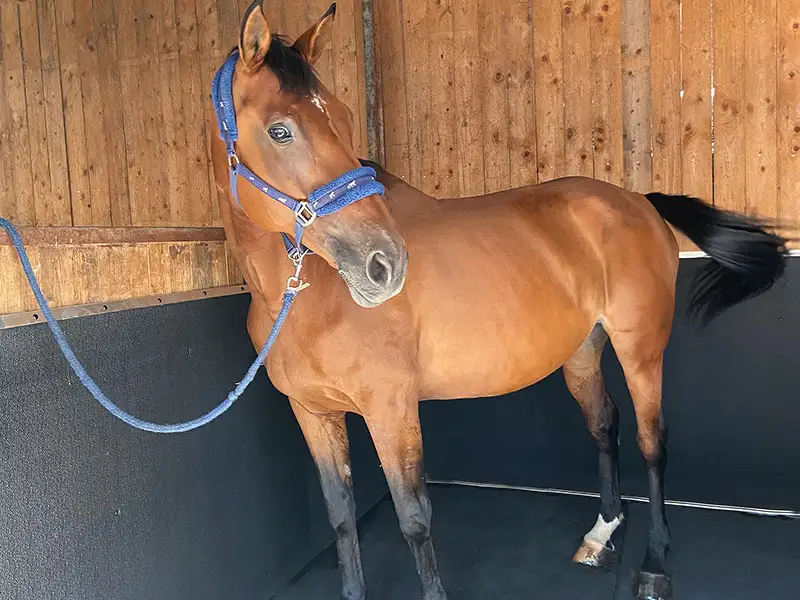IDS EVA Protect protection murale box cheval mousse EVA