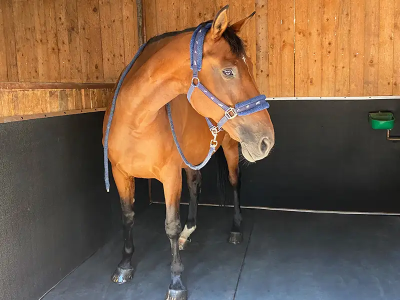 IDS Natura tapis box chevaux latex naturel 40 mm