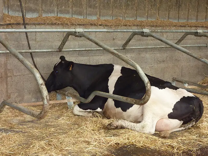 IDS QUIETA tapis logette vaches caoutchouc plots antidérapant