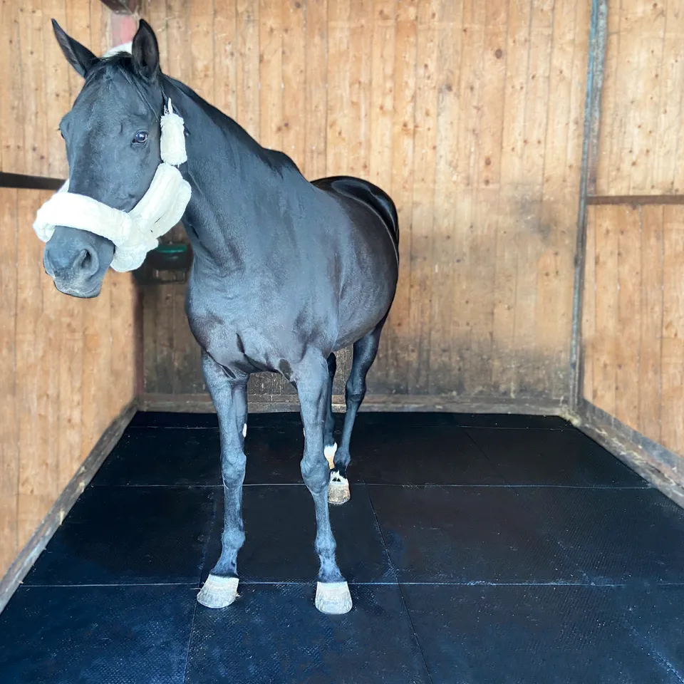 IDS PADDOCK dalle box cheval caoutchouc emboîtable