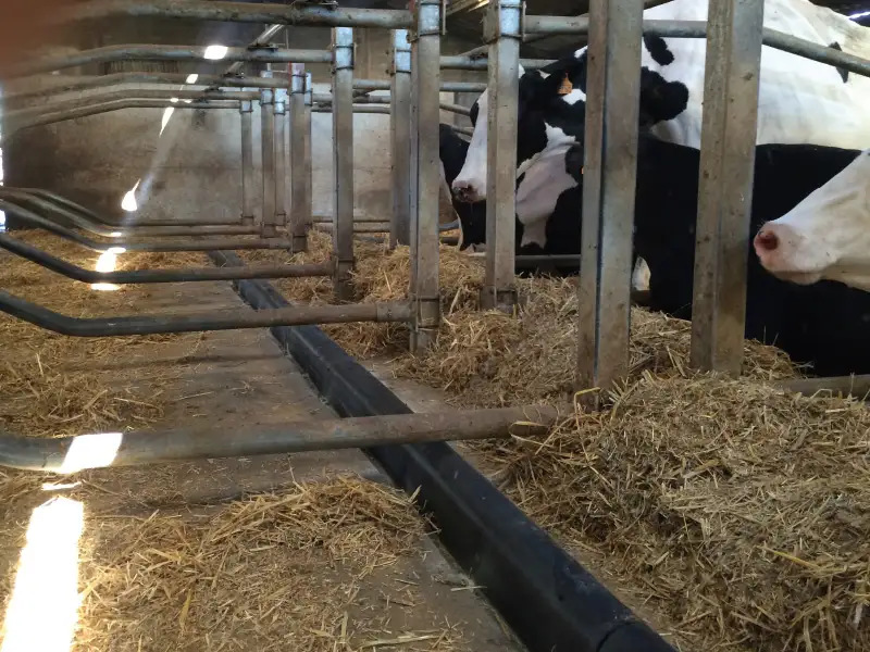 IDS STOP barre au garrot vache caoutchouc 150 mm
