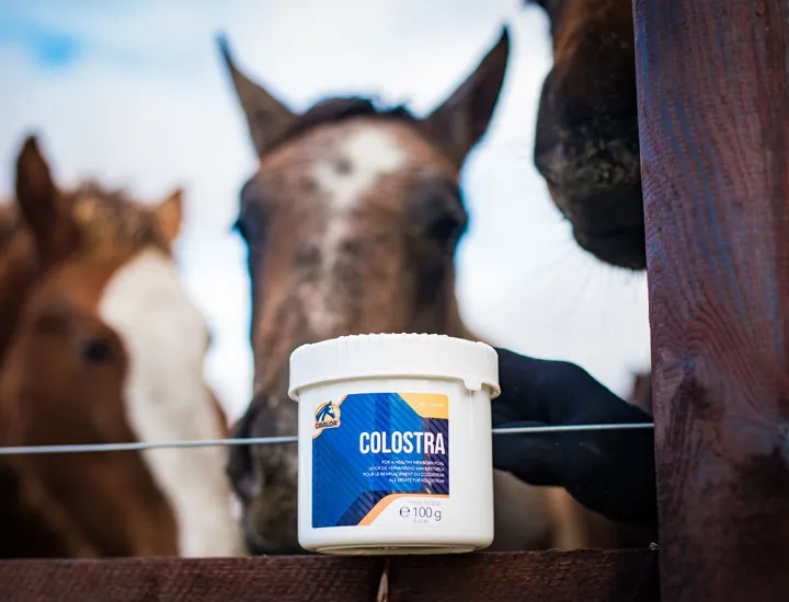 Cavalor Colostra breeding colostrum poulain