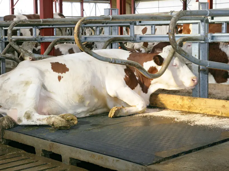 IDS QUIETA tapis logette vaches caoutchouc plots antidérapant