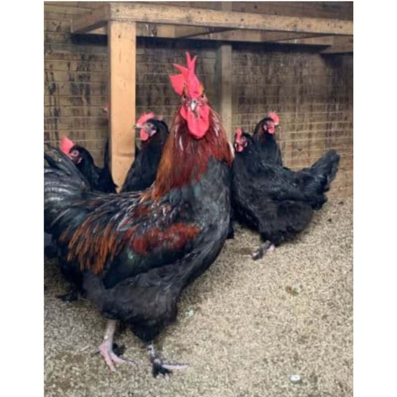 Cot Cot House Chat et lapin litière colza Litzhy boîte 6L
