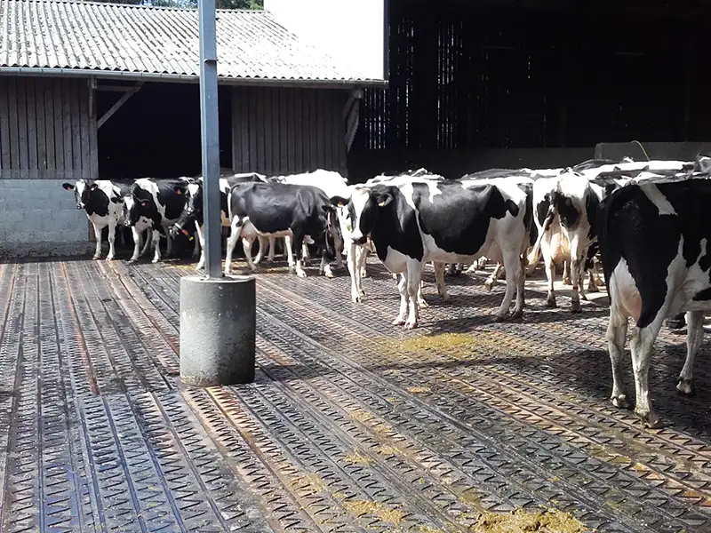 IDS ZIG ZAG tapis circulation vache caoutchouc rainuré