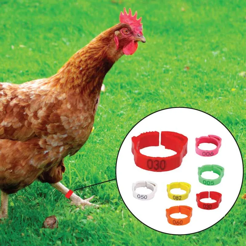 Cot Cot House bagues marquage poules 20-15 mm 6 pièces