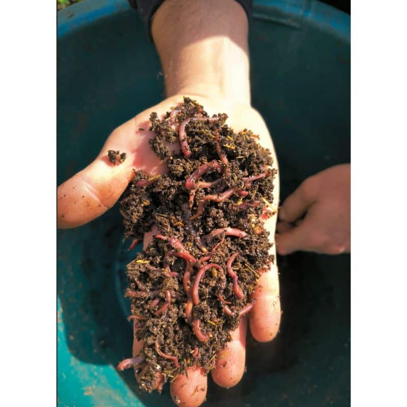 Organic Worms lombricompost fumier de vers 5 kg