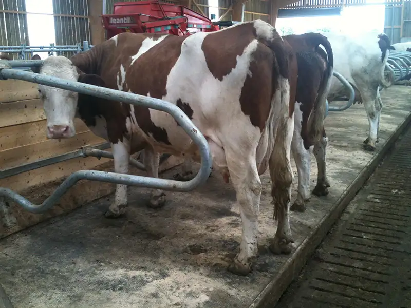 IDS QUIETA tapis logette vaches caoutchouc plots antidérapant