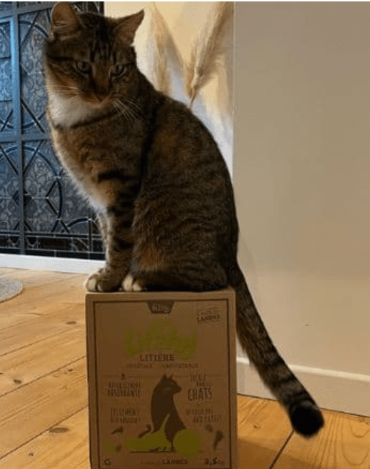 Cot Cot House Litzhy litière chat végétale 15 L landes bretonnes