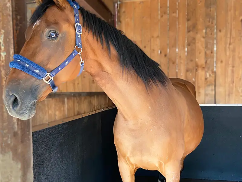 IDS EVA Protect protection murale box cheval mousse EVA