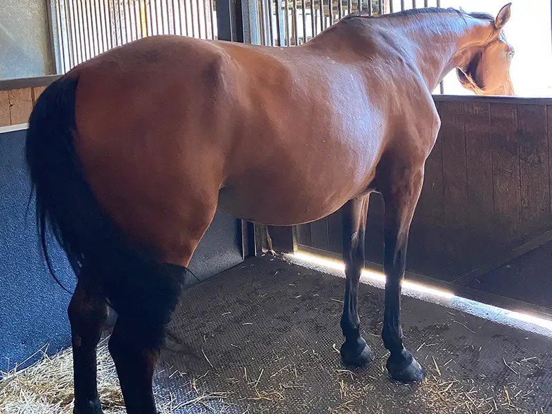 IDS EVA MAT dalle box cheval mousse EVA emboîtable