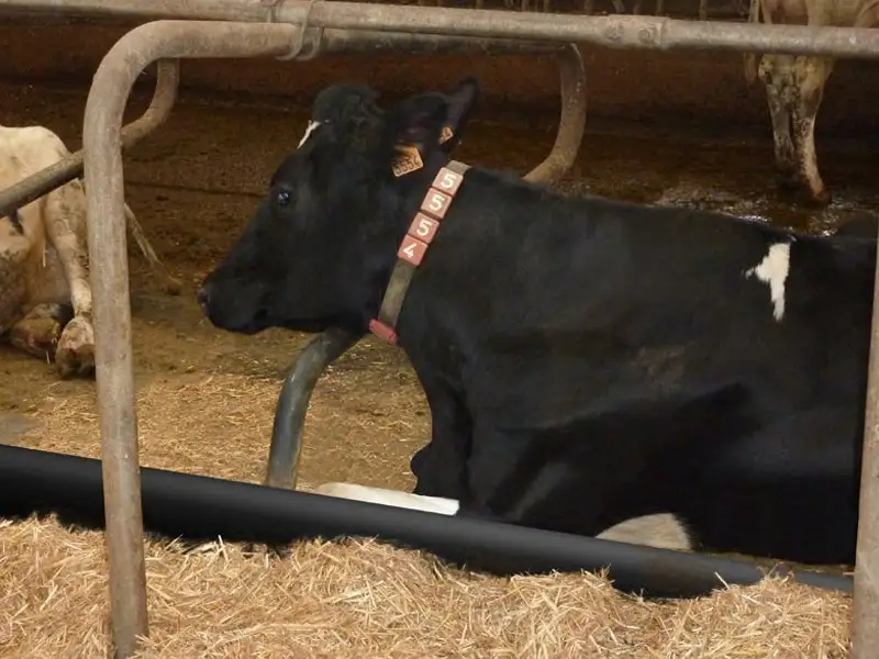 IDS STOP genouillère logette vaches caoutchouc 150 mm