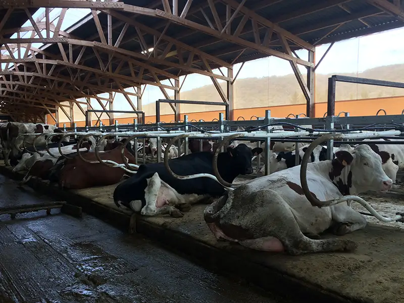 IDS Natura matelas logette vache mousse latex 40 mm
