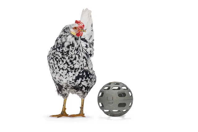 GAUN Volailles Pelota Snacks balle poules recyclée