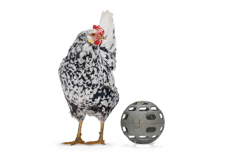 Gaun Volailles Balle Friandises Poules 100% Recyclé