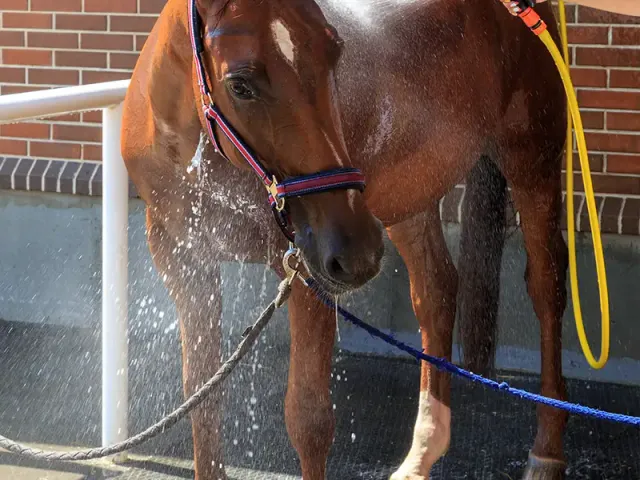 IDS Clip Super dalle douche cheval caoutchouc antidérapante