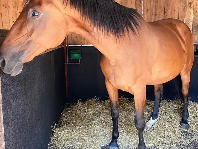IDS EVA PROTECT protection box cheval mousse paroi