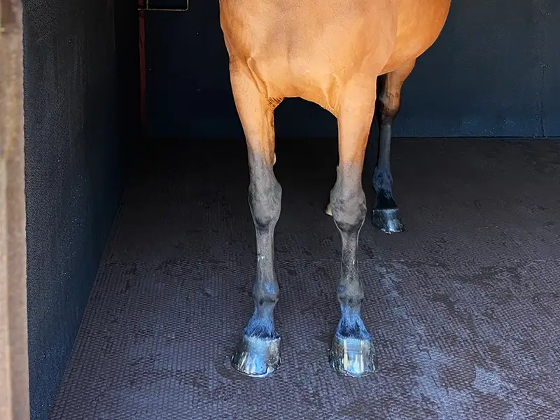 IDS EVA MAT dalle box cheval mousse EVA emboîtable