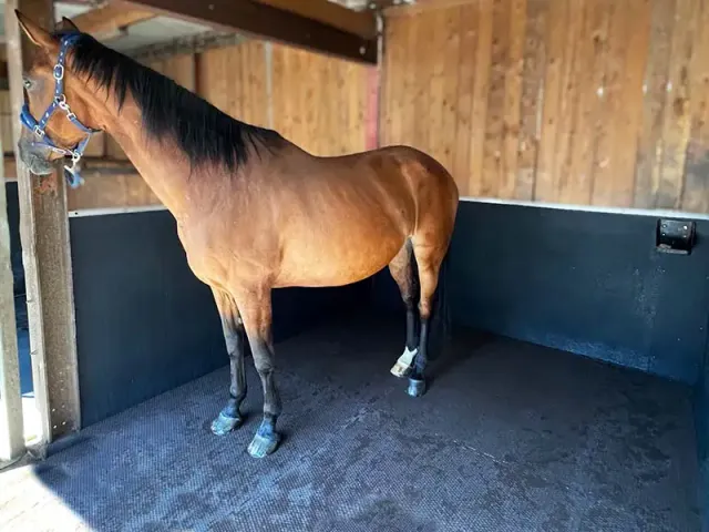 IDS EVA MAT dalle box cheval mousse EVA emboîtable