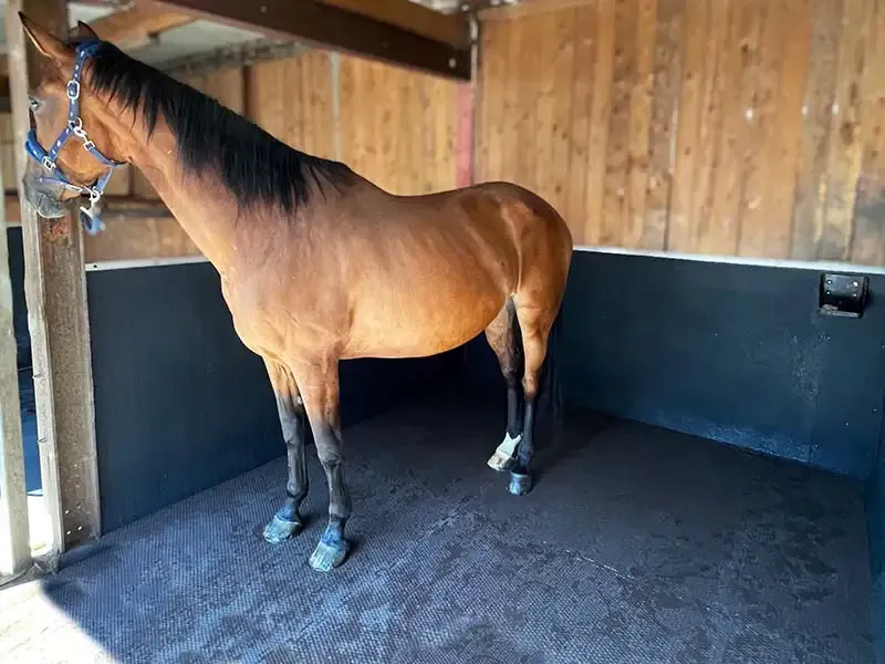 IDS EVA MAT dalle box cheval mousse EVA emboîtable