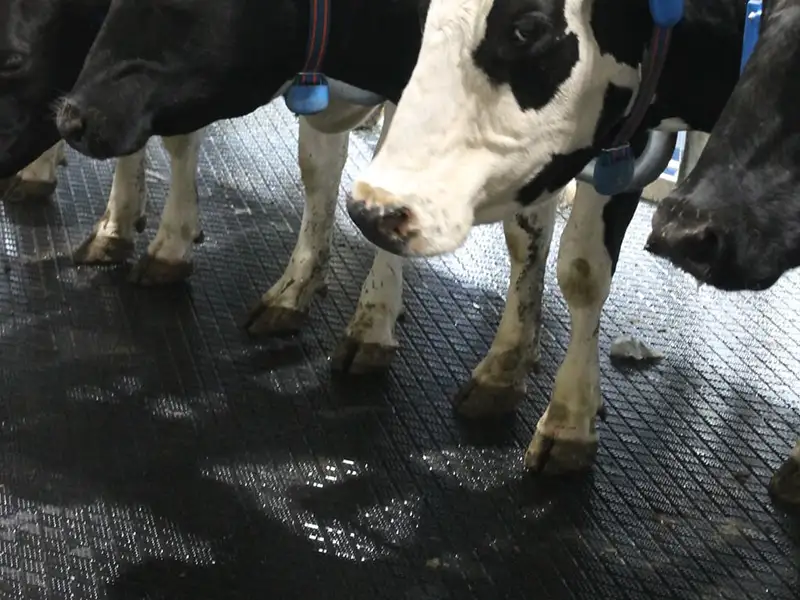 IDS Clip Super dalle salle de traite caoutchouc antidérapante