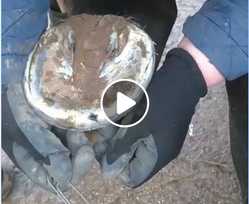 Red Horse Hoof Care Hoof-Stuff soin sabot cheval