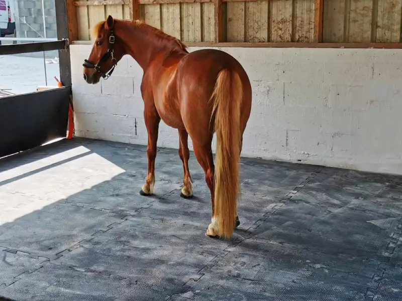 IDS Clip Horse dalle caoutchouc box emboîtable antidérapante