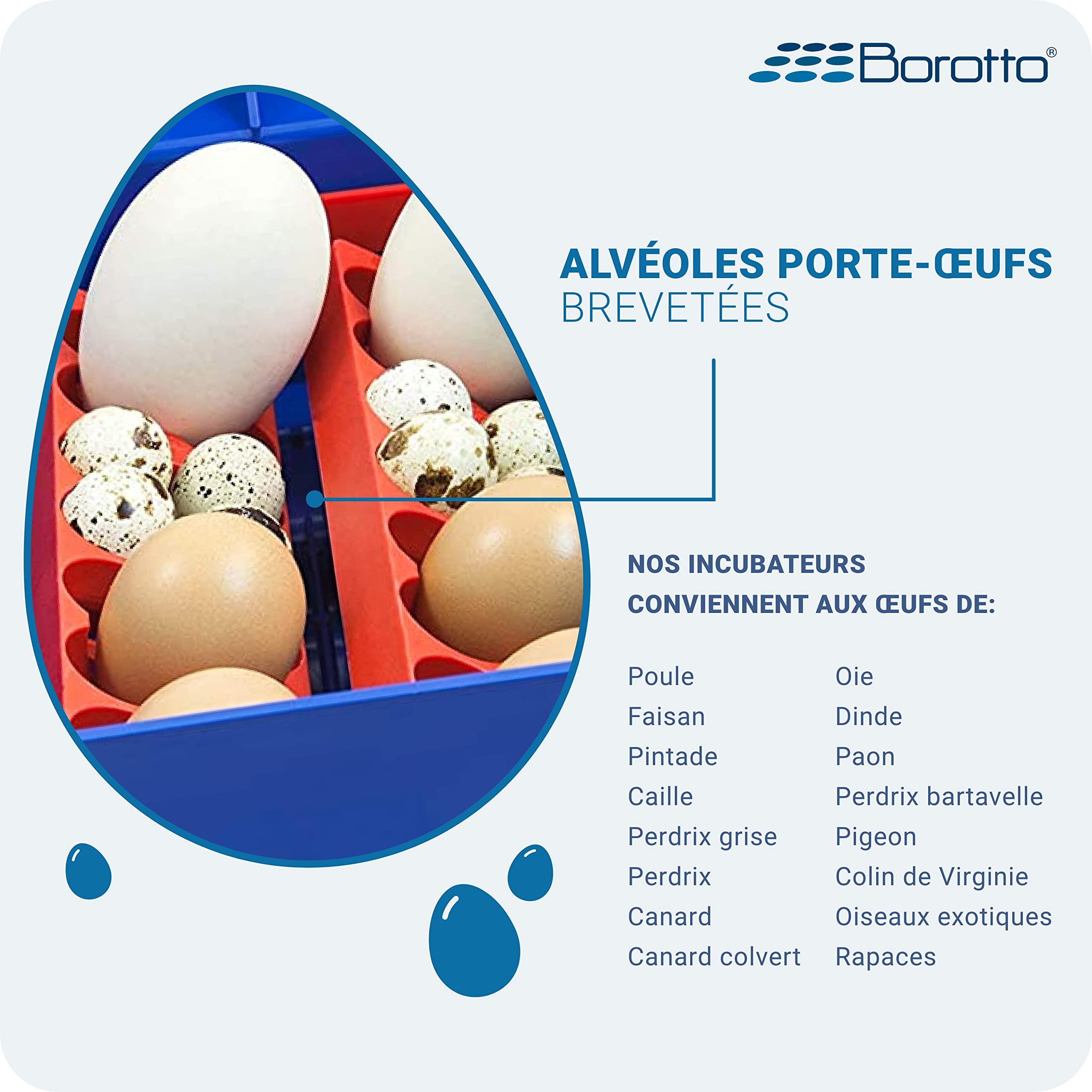Borotto Lumia 8 couveuse automatique 8 œufs petite capacité
