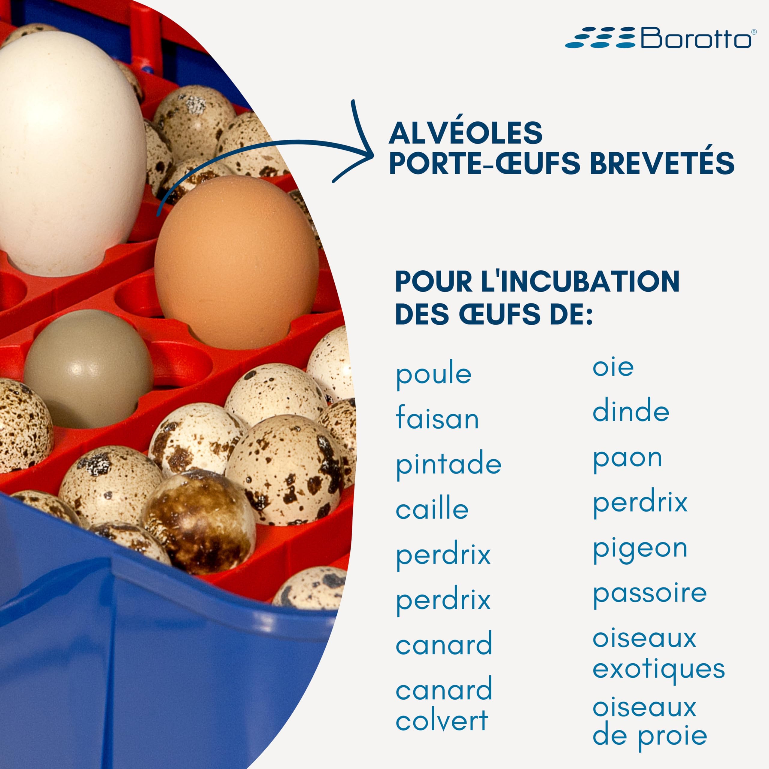 Borotto Real 49 couveuse semi-auto 49 œufs à levier